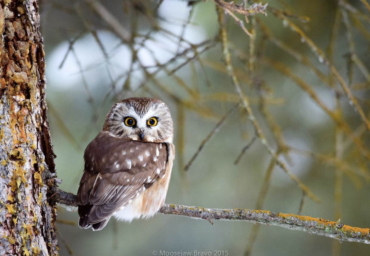 UPDATE: FULLY BOOKED — Small Owls of the San Gabriels #2