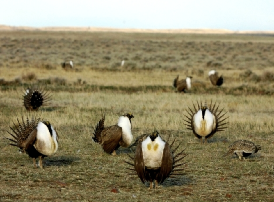 Owens Valley Grouse Trip