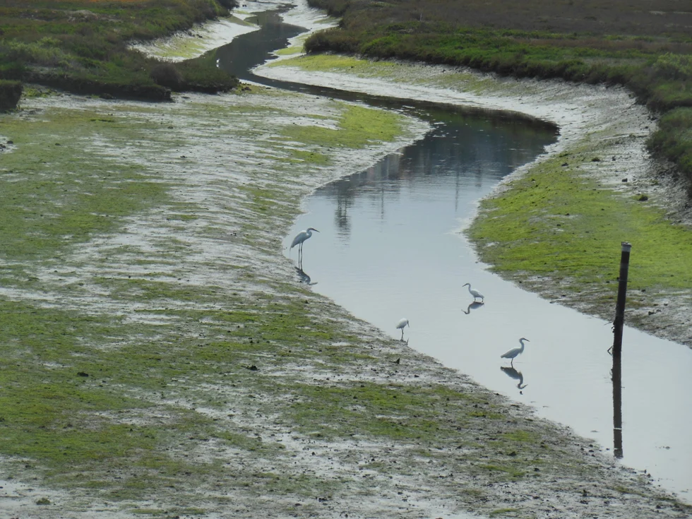 3rd Sunday–Bird Walk at Ballona Wetlands
