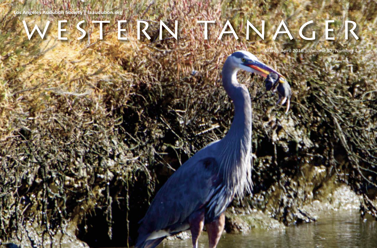 Western Tanager, Vol. 82 No. 4, Mar-Apr 2016