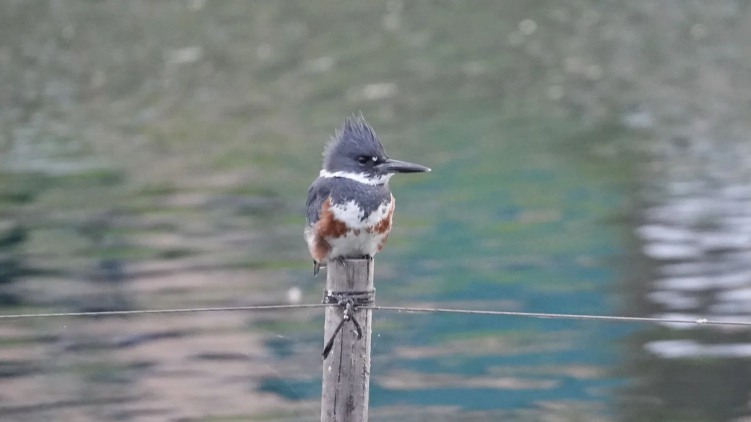 Belted-Kingfisher.jpg