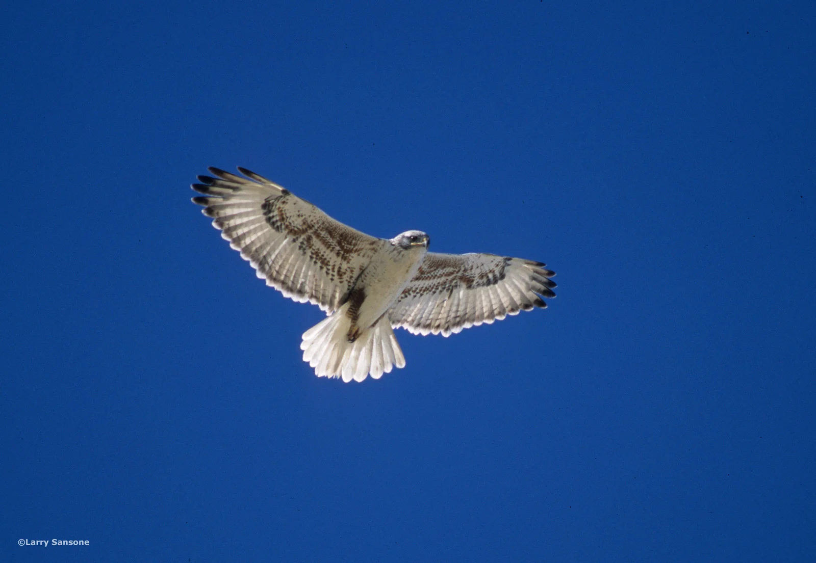 Ferruginous Hawk | Photo by Larry Sansone