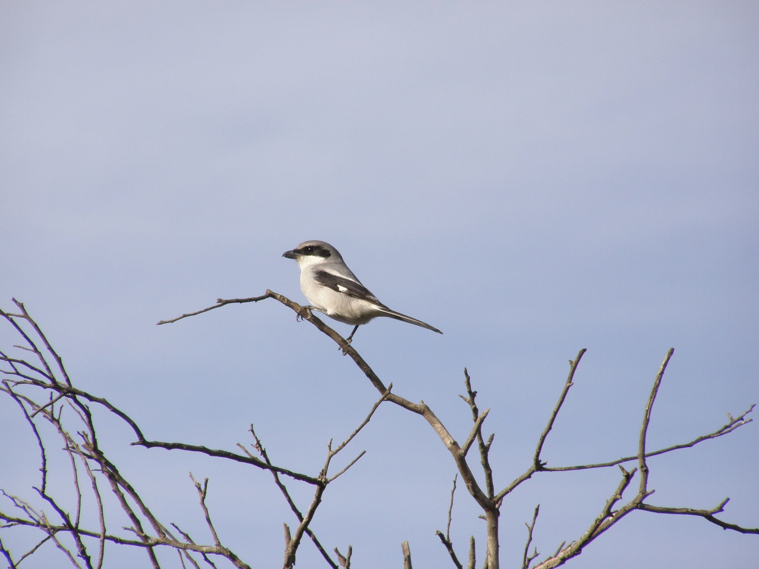 Loggerhead Shrike | Photo by BradRumble