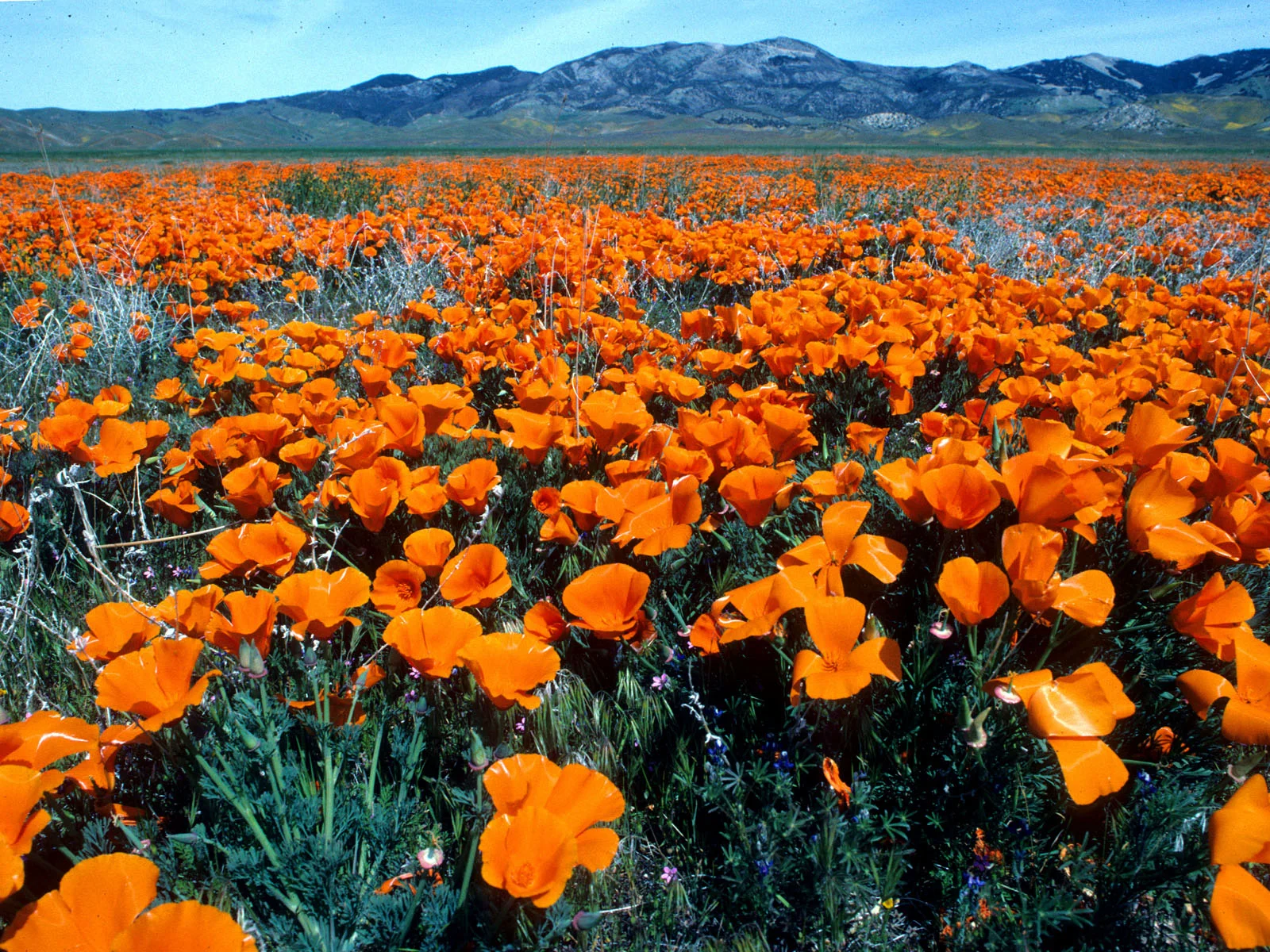 Eschscholtzia Californica | Photo by Larry Sansone