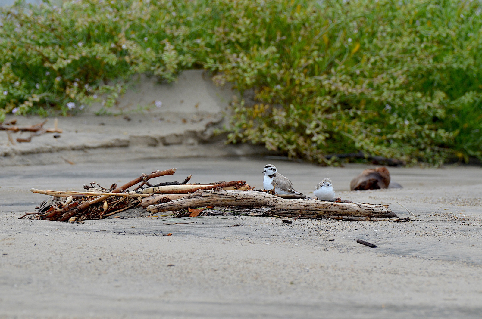 Snowy Plovers | Photo by Murayama/Loeher