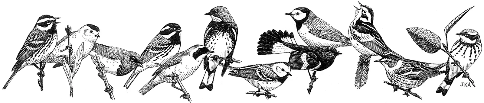 Birds of the Season - February 2019