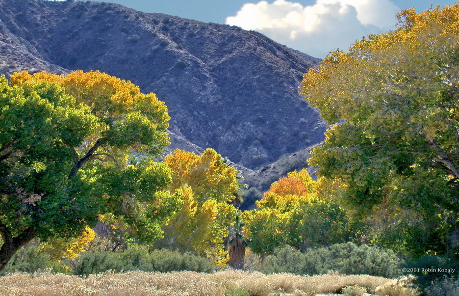 Big Morongo Canyon Field Trip