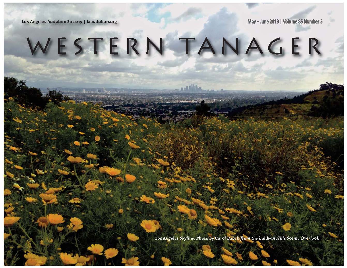 Los Angeles skyline, Photo by Carol Babeli