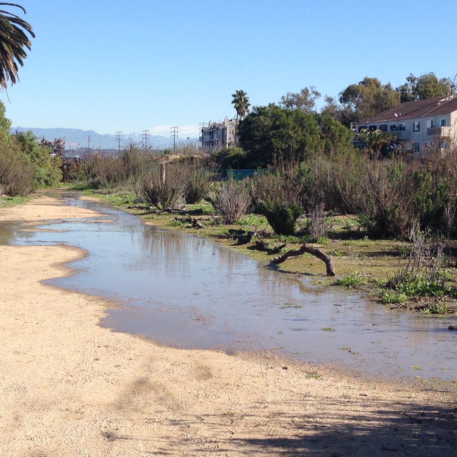 This is the trail that school children use to access the wetlands for their field trips. More than a few trips had to be re-scheduled due to rainy conditions.