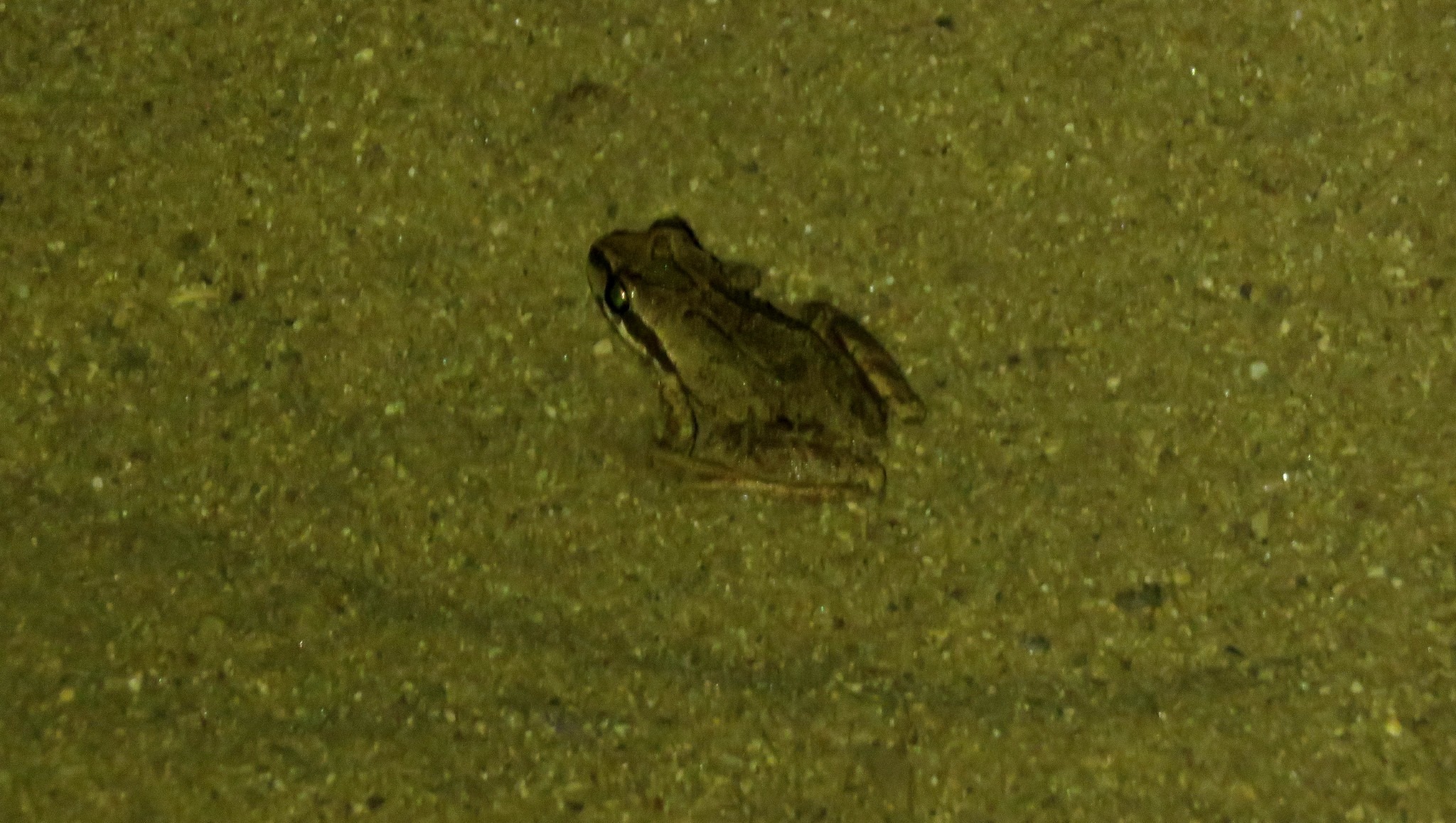 Ballona Baja Chorus Frog beginning a journey in the night leaving the safety of the frog pond at Ballona | Photo by Jonathan Coffin
