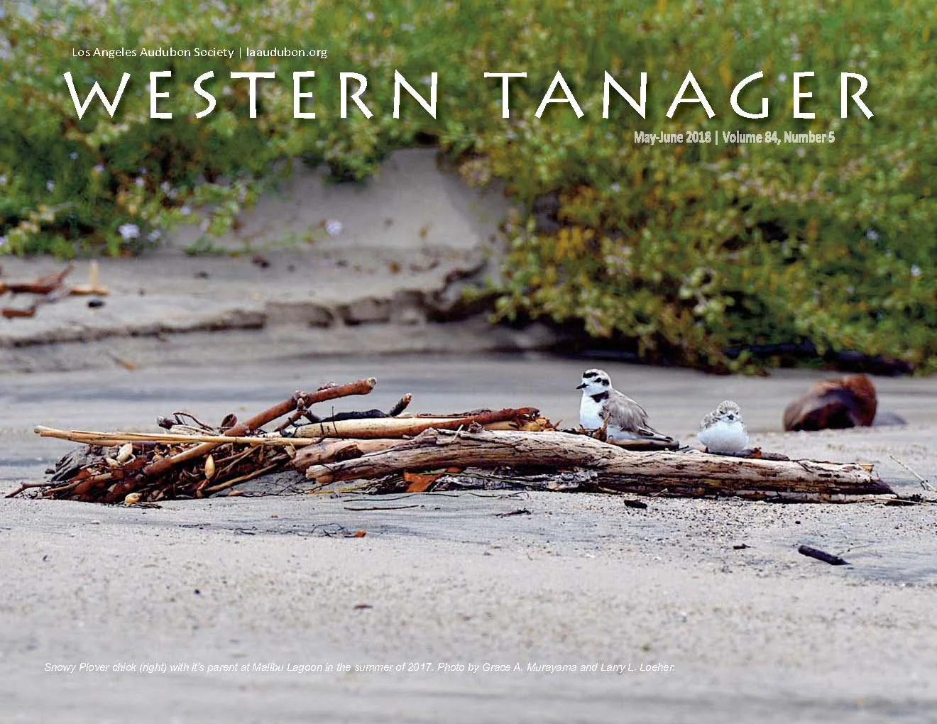 Western Tanager, Vol. 84 No. 5, May-Jun 2018