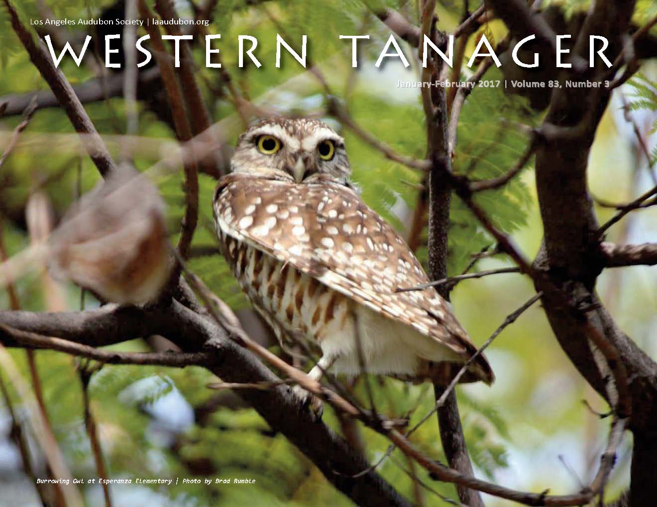 Burrowing Owl at Esperanza Elementary | Photo by Brad Rumble This image was taken on December 9, 2016 when the bird was perched in a jacaranda tree adjacent to the student lunch pavilion. I took the shot with a Canon EOS Rebel t2i camera using a 55mm‐250mm lens. ABOUT THE PHOTOGRAPHER My interest in native birds developed during my first decade working at a school near downtown Los Angeles. It was the absence of biodiversity due to poor urban planning which really got me interested in the subject. I started photographing birds to memorialize what I was seeing out in the field. As an elementary school principal, I see how students are fascinated with the local natural history. Given the opportunity, they truly become stewards of their campus and neighborhood. —Brad Rumble