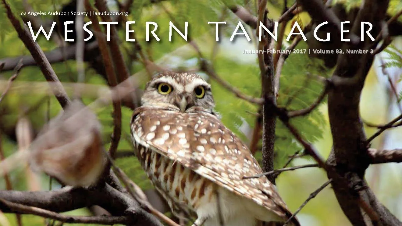 Western Tanager, Vol. 83 No. 3, Jan–Feb 2017