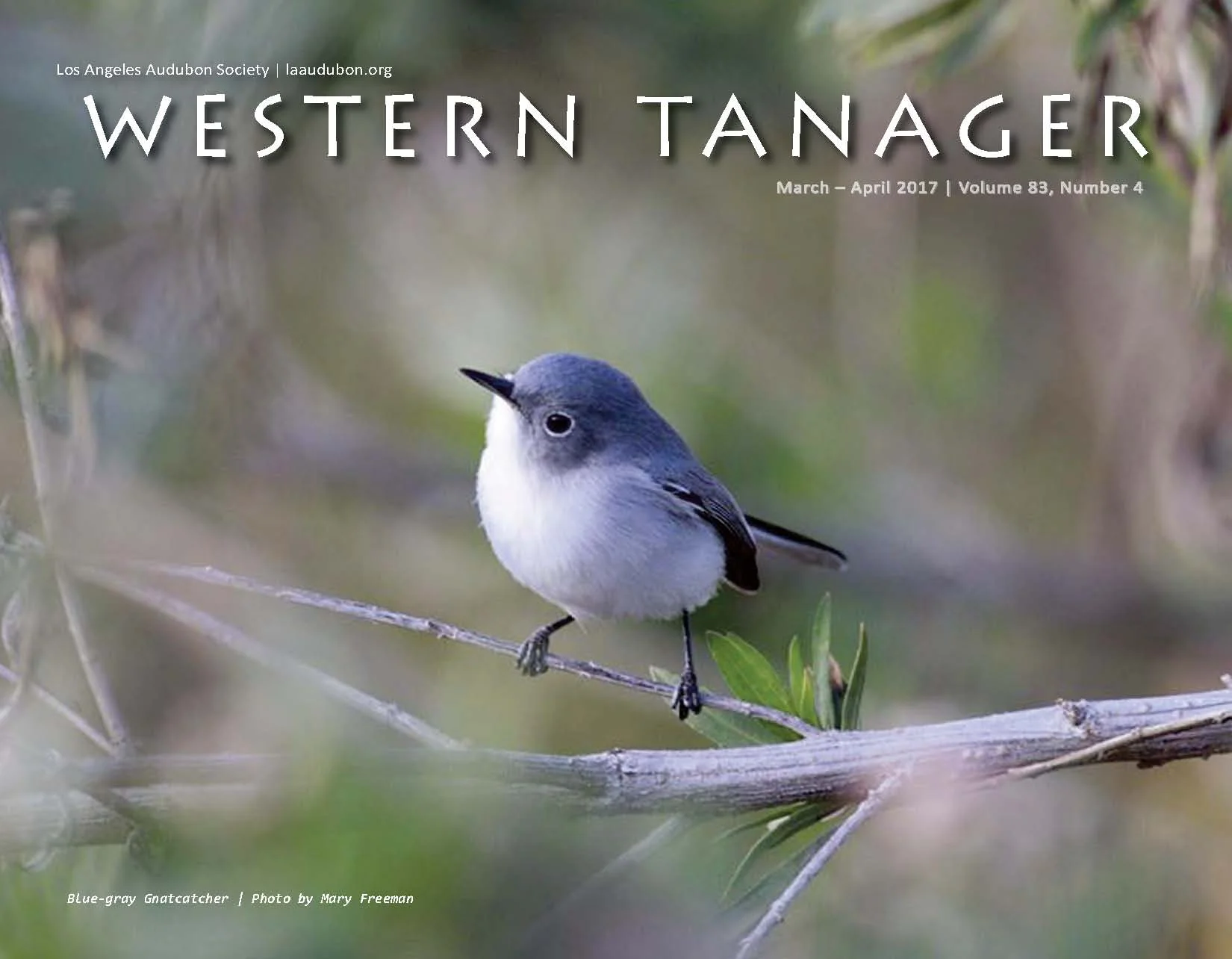 Blue-gray Gnatcatcher at Peck Road Water Conservation Park in Arcadia by Mary Freeman, January 8, 2017. Taken with Canon D40 with a Canon 400mm telephoto lens.