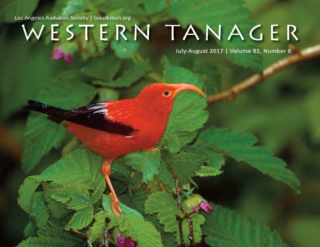 Western Tanager, Vol. 83 No. 6, Jul–Aug 2017
