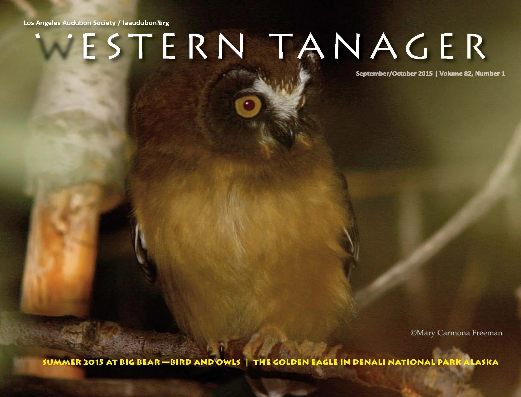 Fledgling Northern Saw-whet Owl, Big Bear, CA during the annual summer trip to Big Bear, CA —July 2015 | Photo by Mary Freeman