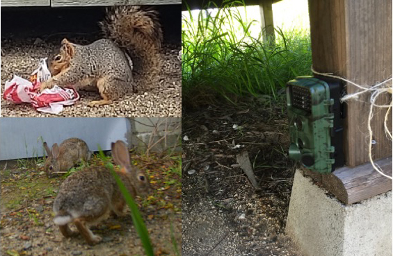 Images from Natan’s camera traps to detect mammals at Baldwin Hills Scenic Overlook