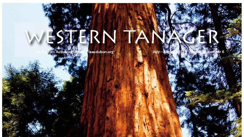 Western Tanager, Vol. 85 No. 6, Jul-Aug 2019