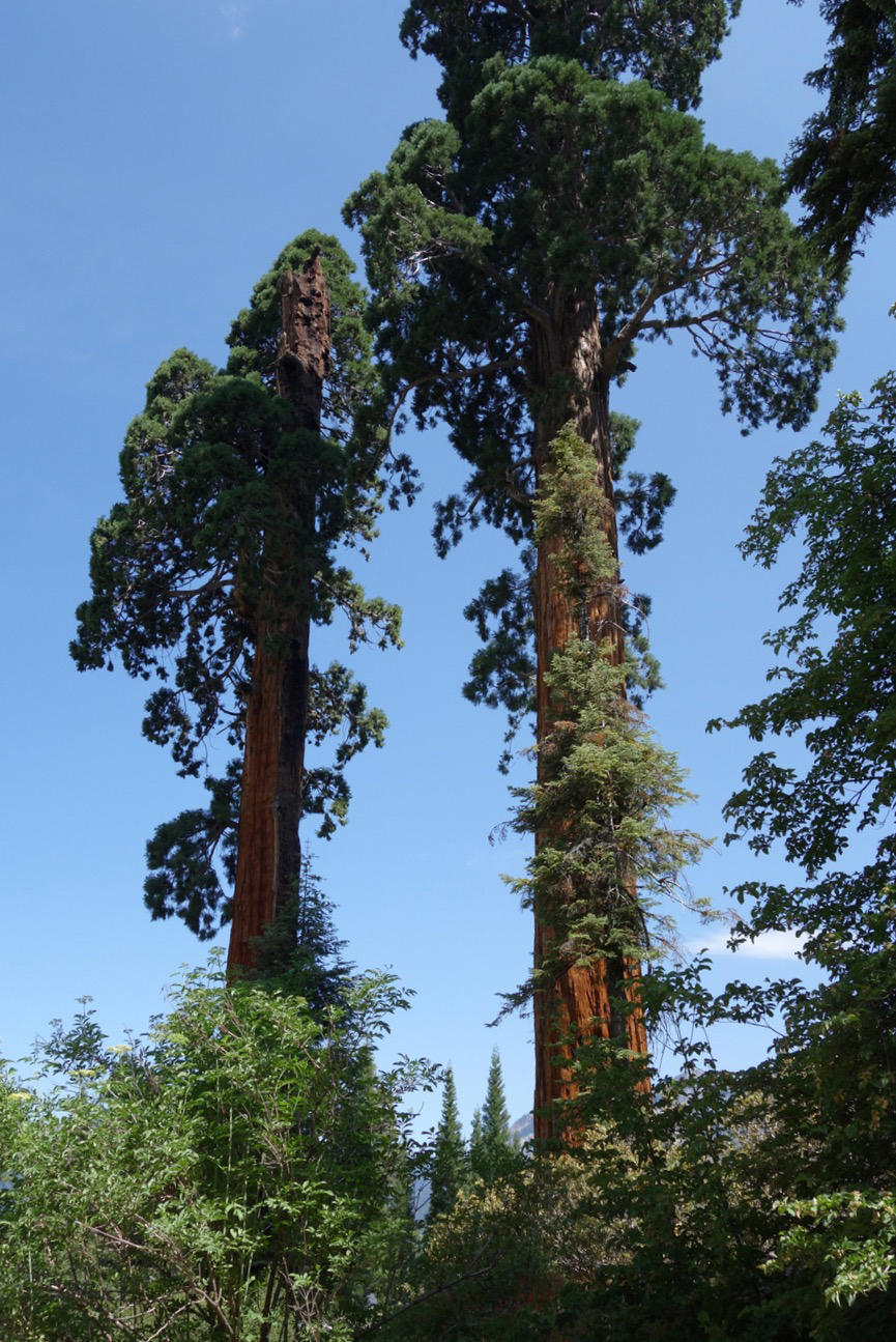 Birding under the giant Sequoias | Photo by Mary Freeman
