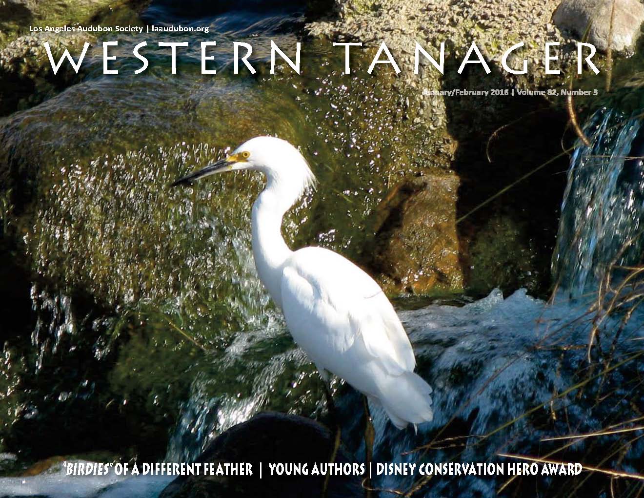 An elegant Snowy Egret carefully scans the lake water for food at the Marriott Manhattan Beach Golf Course in Manhattan Beach, CA. (Photo courtesy of Marriott Manhattan Beach Golf Course and Audubon International)