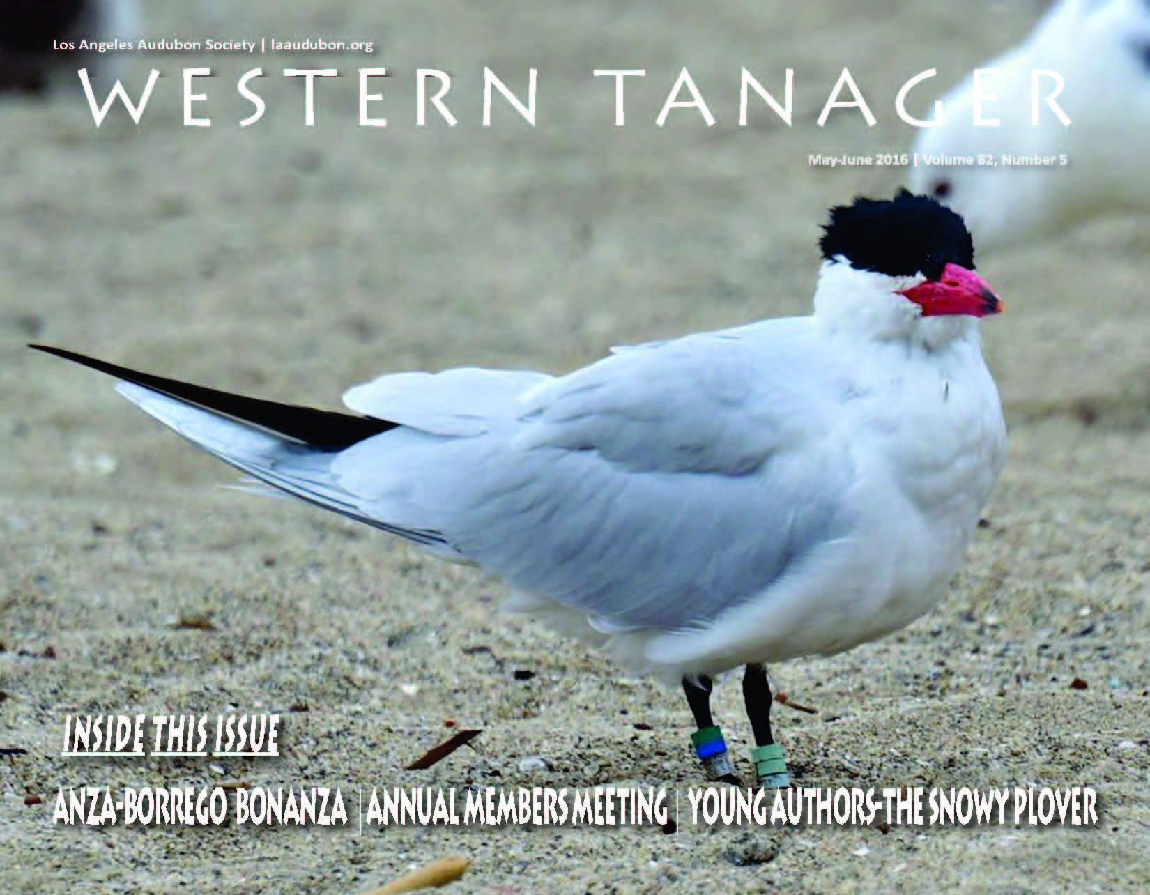A Caspian Tern banded 11 years ago in Oregon has been seen here in Playa del Rey. The bird was banded as a chick at East Sand Island in the Columbia River estuary (near Astoria, OR) on 7/12/2005. The bird has not been seen in the study area in the Pacific northwest since 2012. (photo by Dean Schaff)