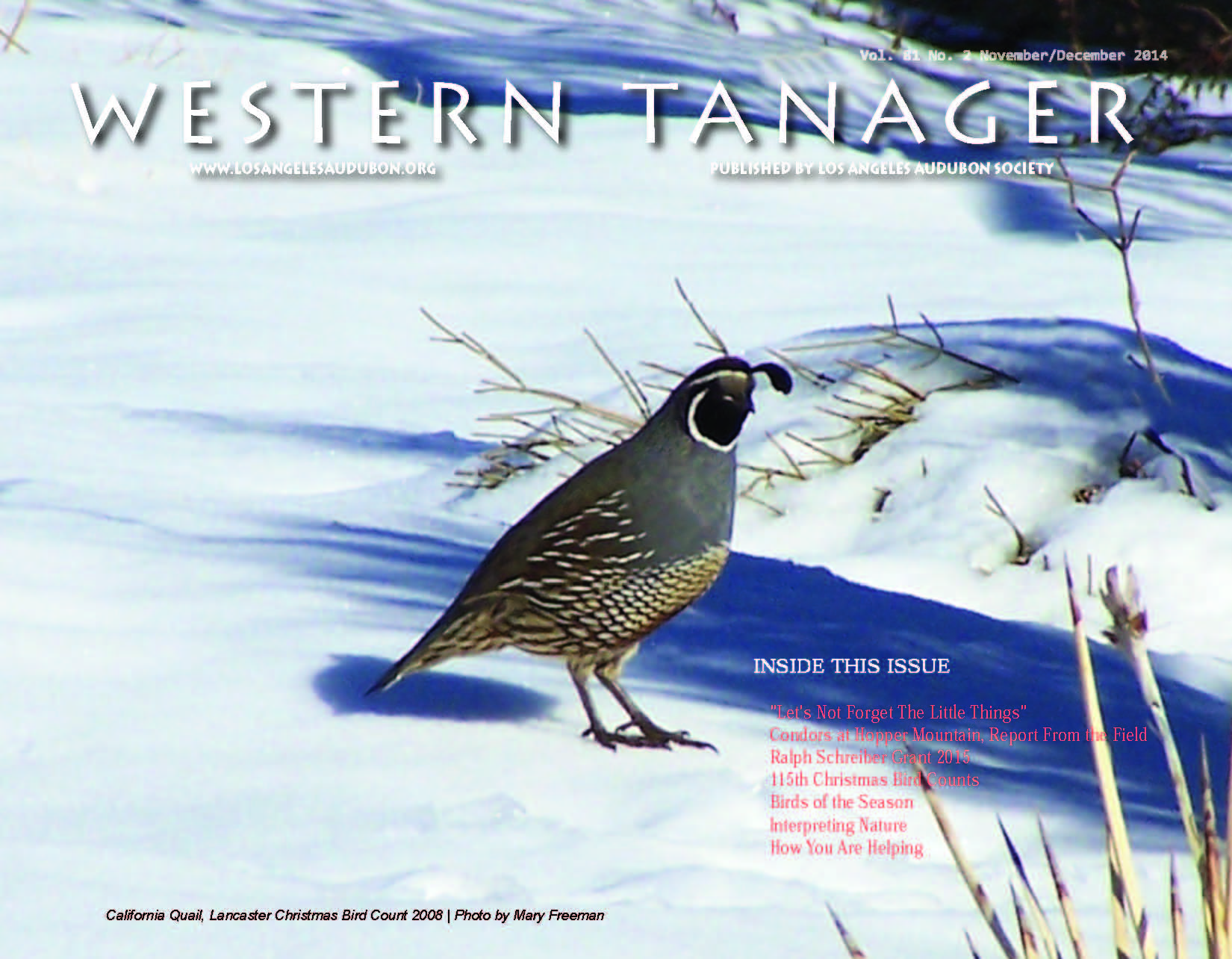 California Quail, Lancaster Christmas Bird Count 2008 | Photo by Mary Freeman