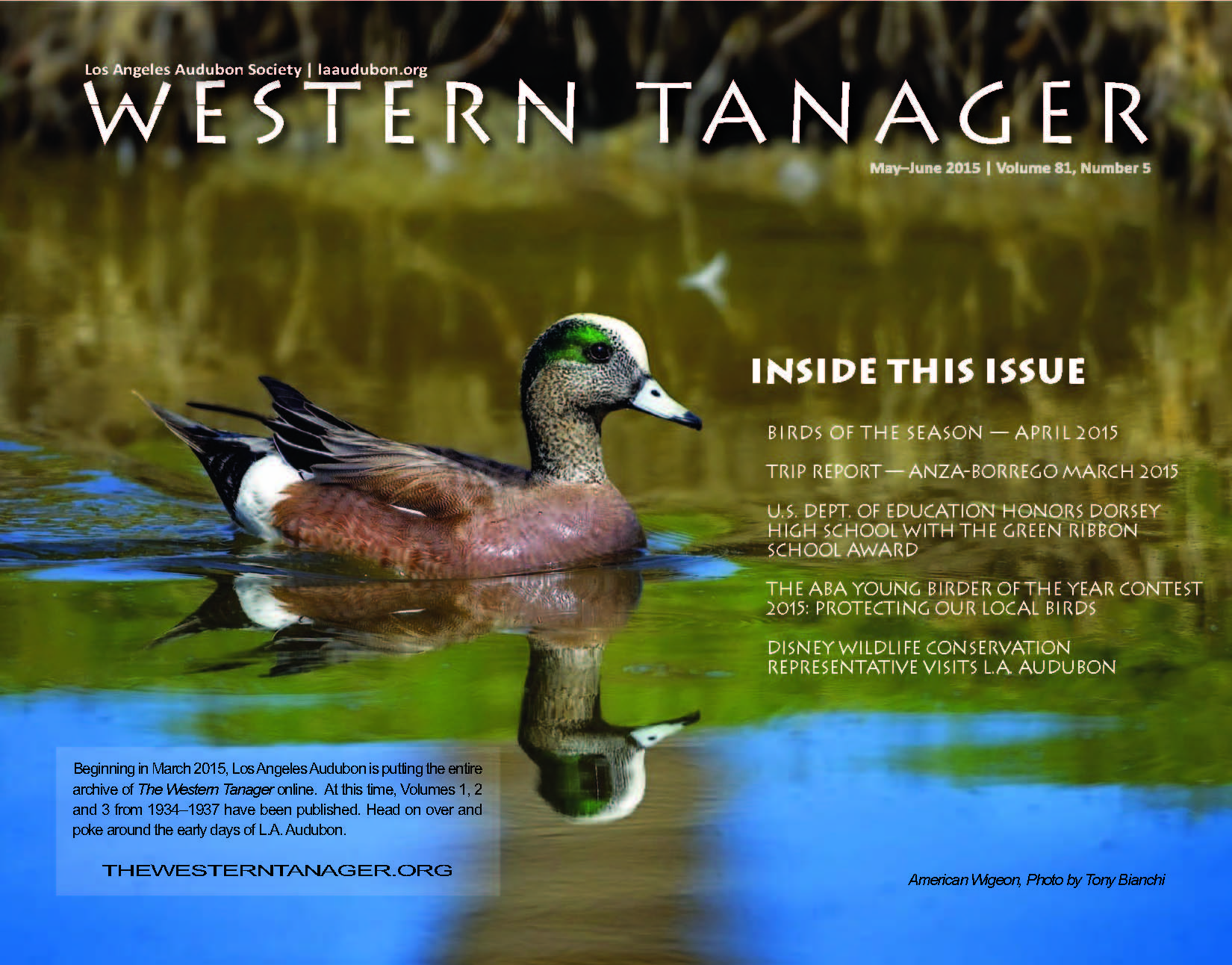 American Wigeon, Photo by Tony Bianchi
