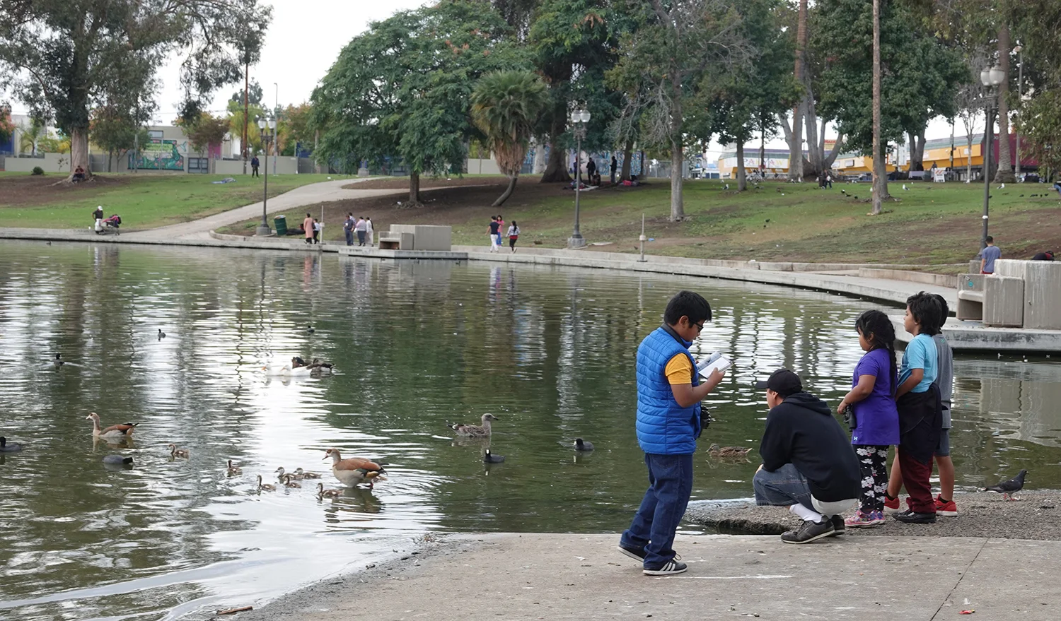 Parents and younger students observing the family of Egyptian Geese at MacArthur Park while one student looks for them in the Kaufmans field guide