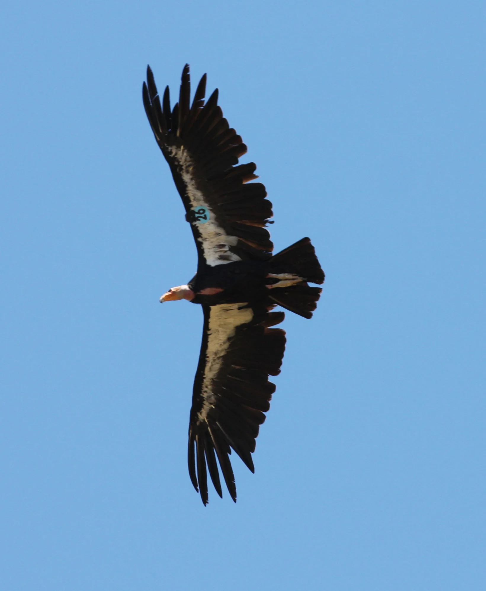 The Los Angeles Audubon Society’s Condor Fund: A Short History