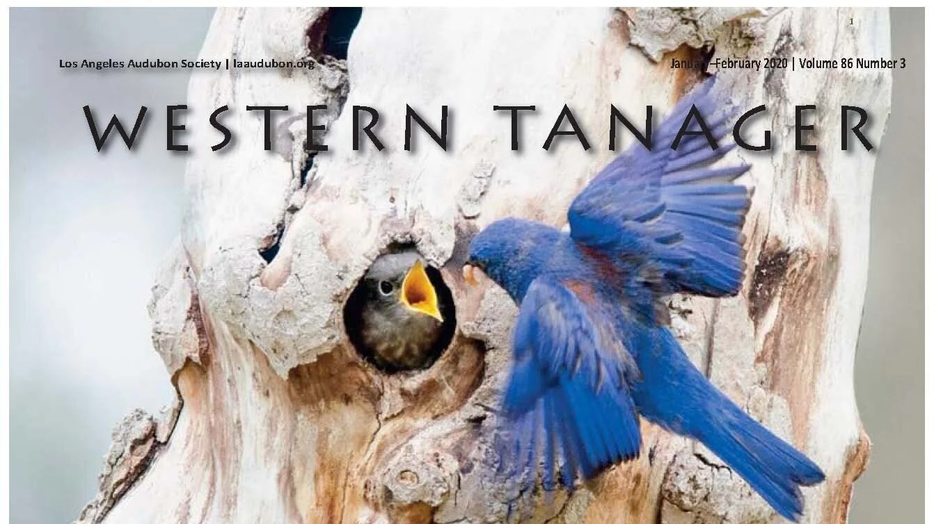 Western Tanager, Vol. 86 No. 3, Jan-Feb 2020