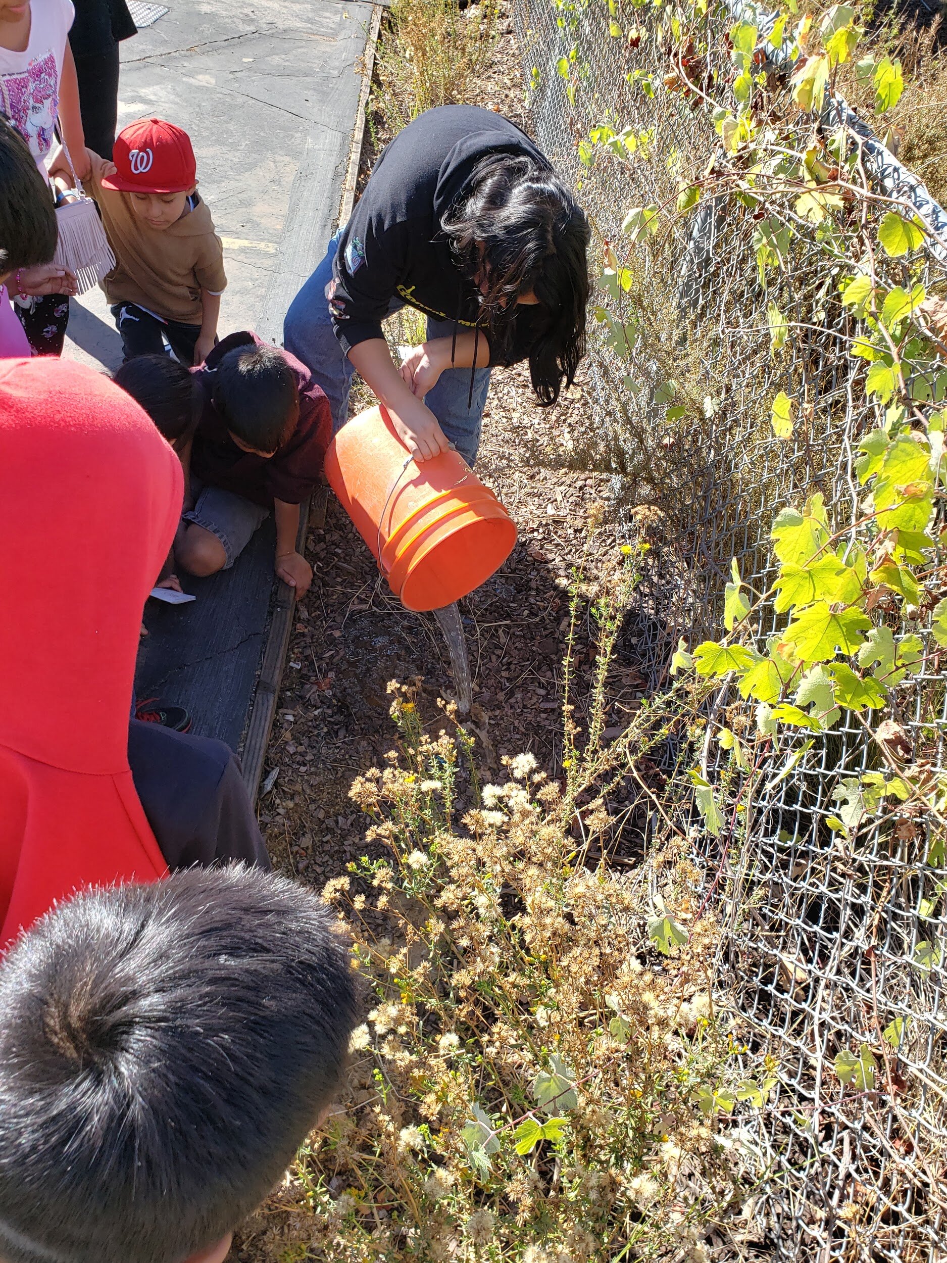  Ee360 intern, Angela, pours water on the permeable surface of the native habitat as students observe 