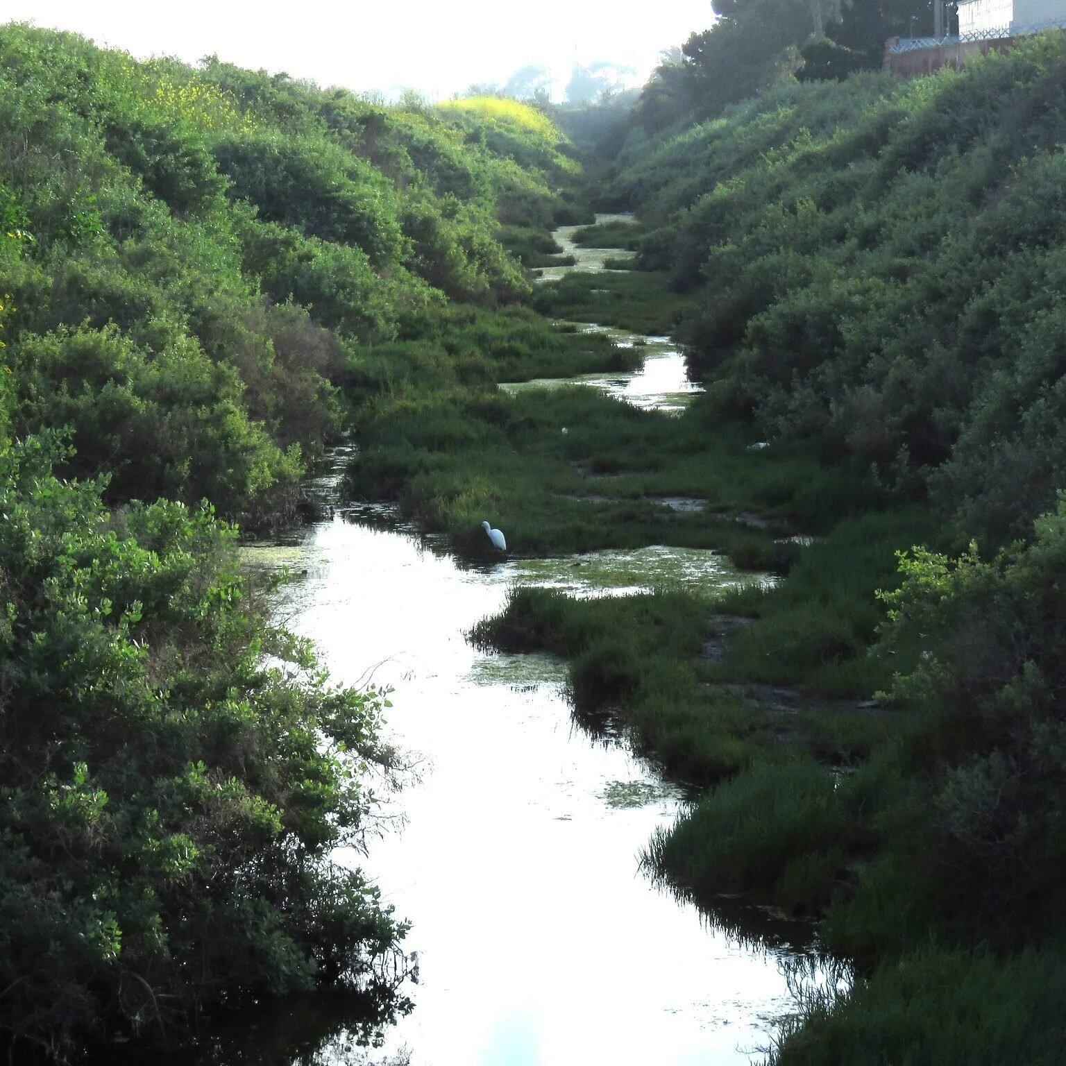 CANCELLED - March 15th  Ballona Wetlands Bird Walk 2020