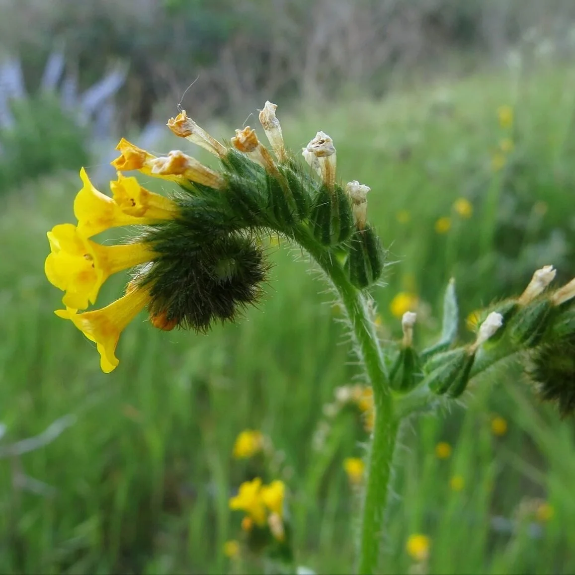 CANCELLED - April 19  Ballona Wetlands Bird Walk 2020
