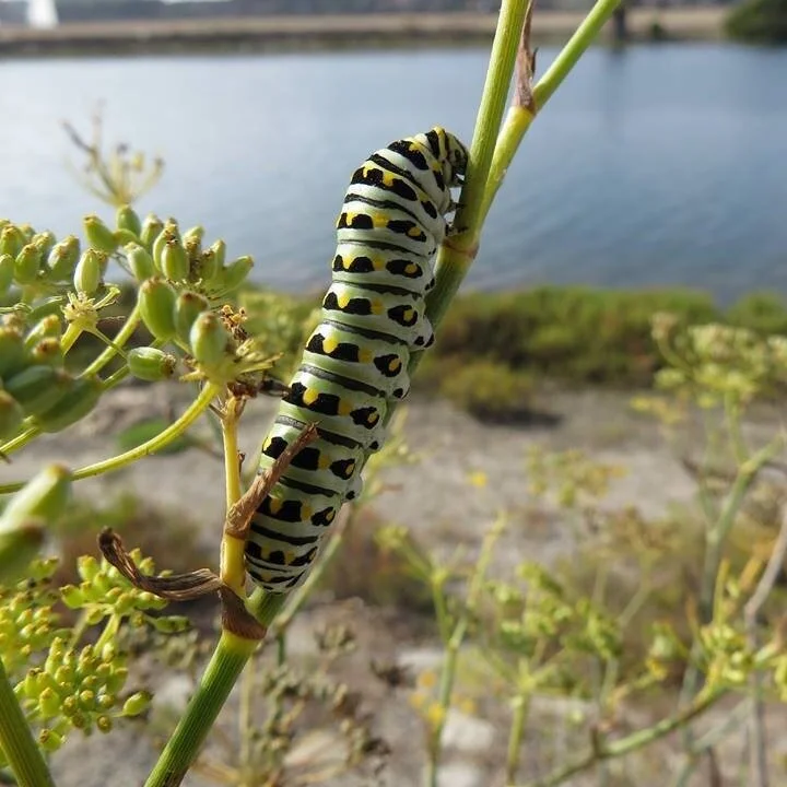 CANCELLED: 3rd Sunday Ballona Wetlands Bird Walk 2020