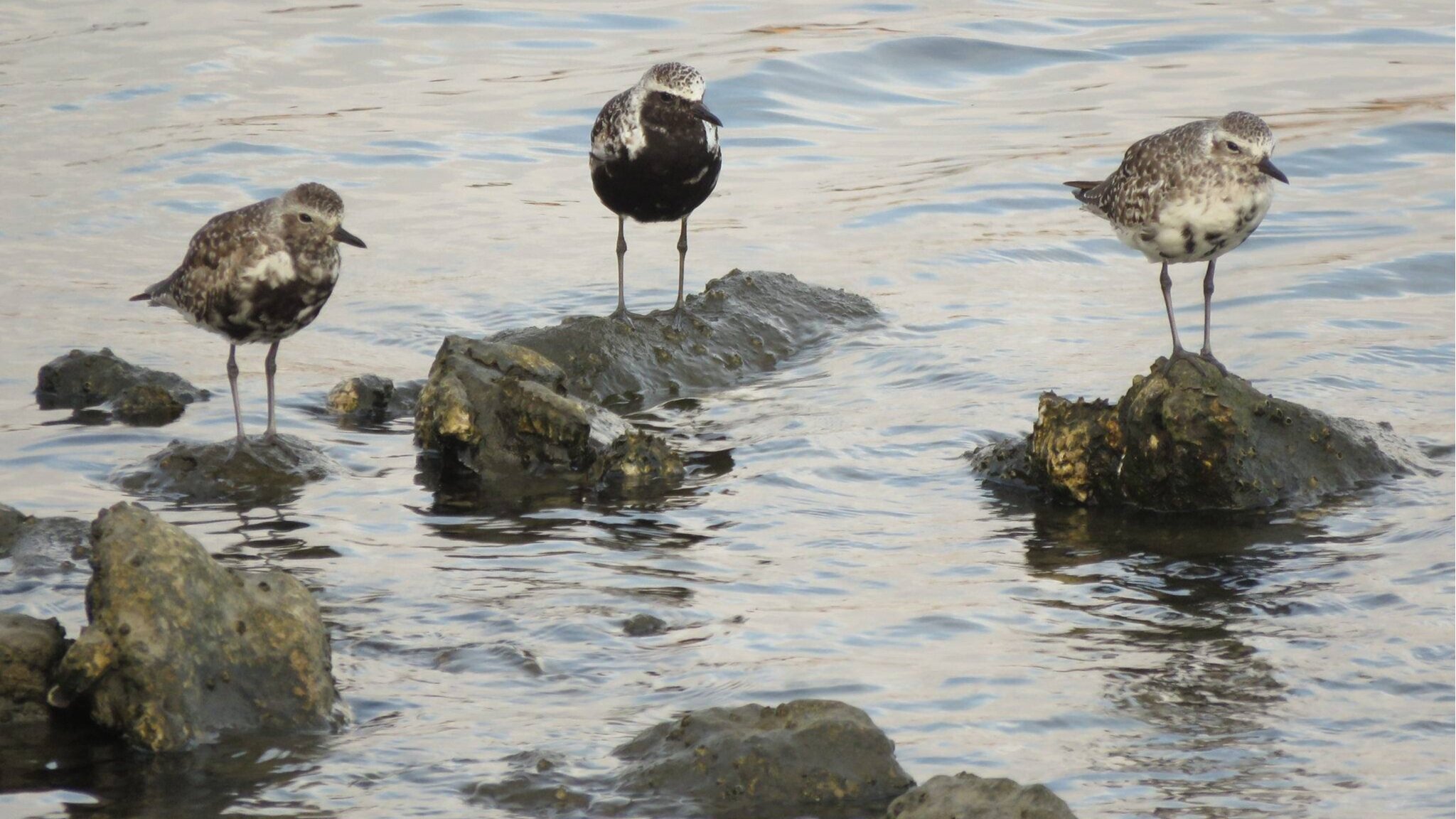 CANCELLED 3rd Sunday Ballona Wetlands Bird Walk 2020