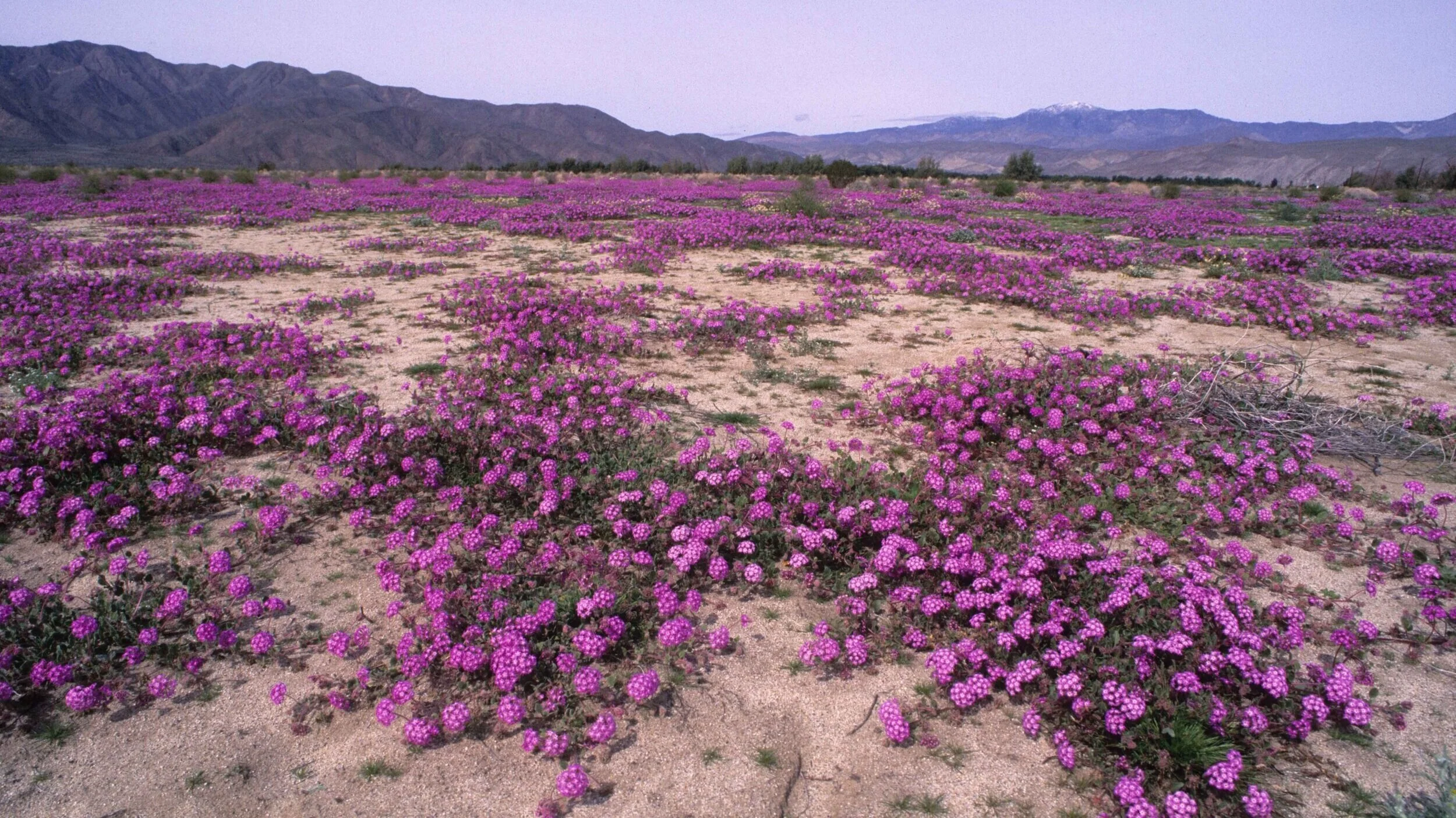Cancelled - Anza-Borrego State Park weekend field trip