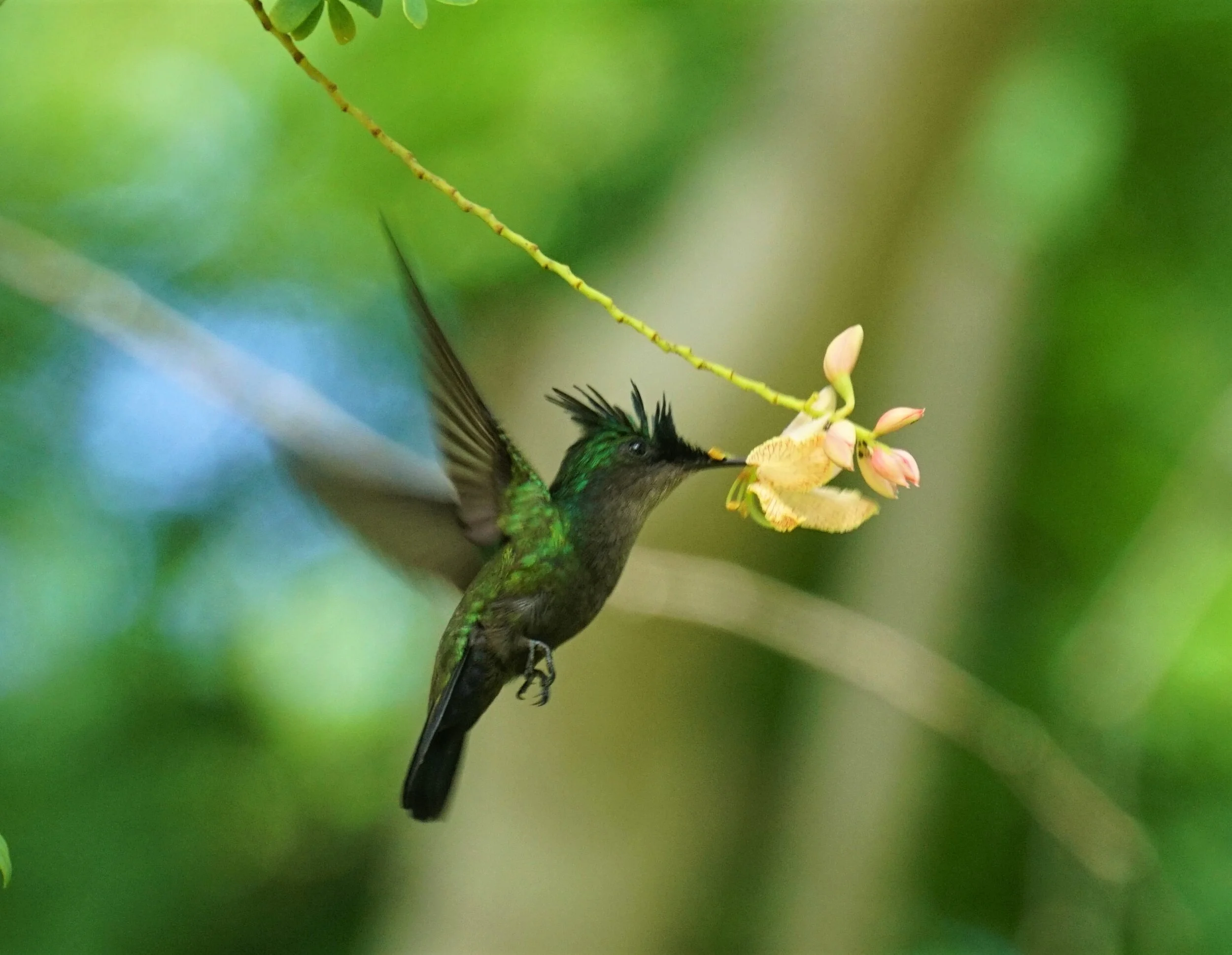 Winging it: Discovering the Caribbean Birding Trail