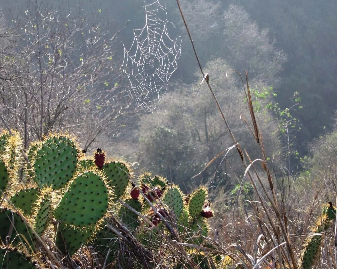 Western Tanager, Vol. 79 No. 3, Jan–Feb 2013