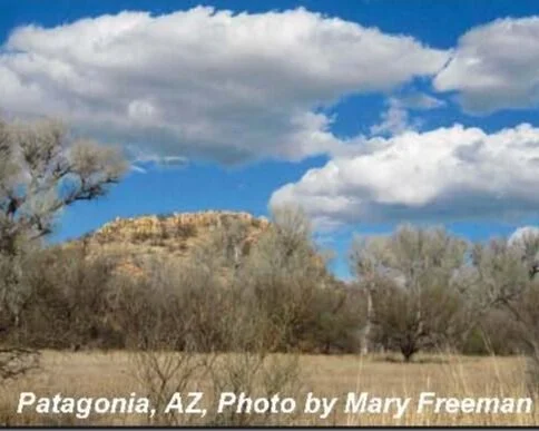 Western Tanager, Vol. 79 No. 4, Mar–Apr 2013