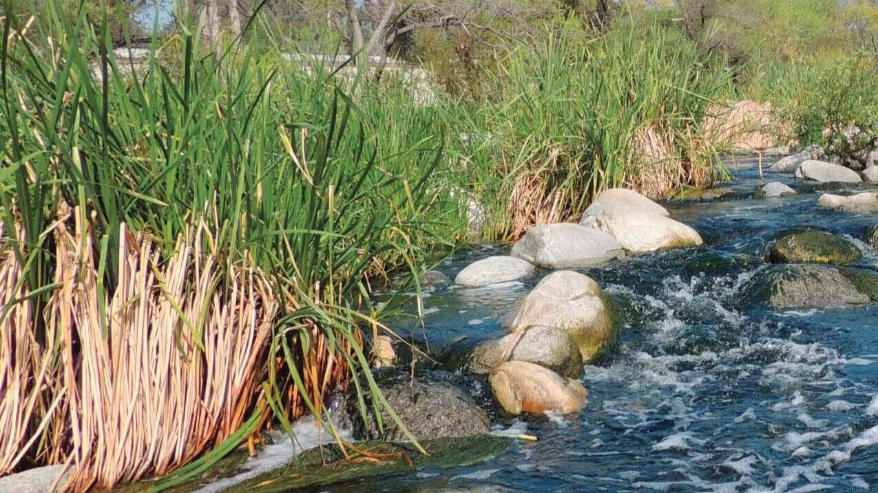 Western Tanager, Vol. 79 No. 5, May–Jun 2013