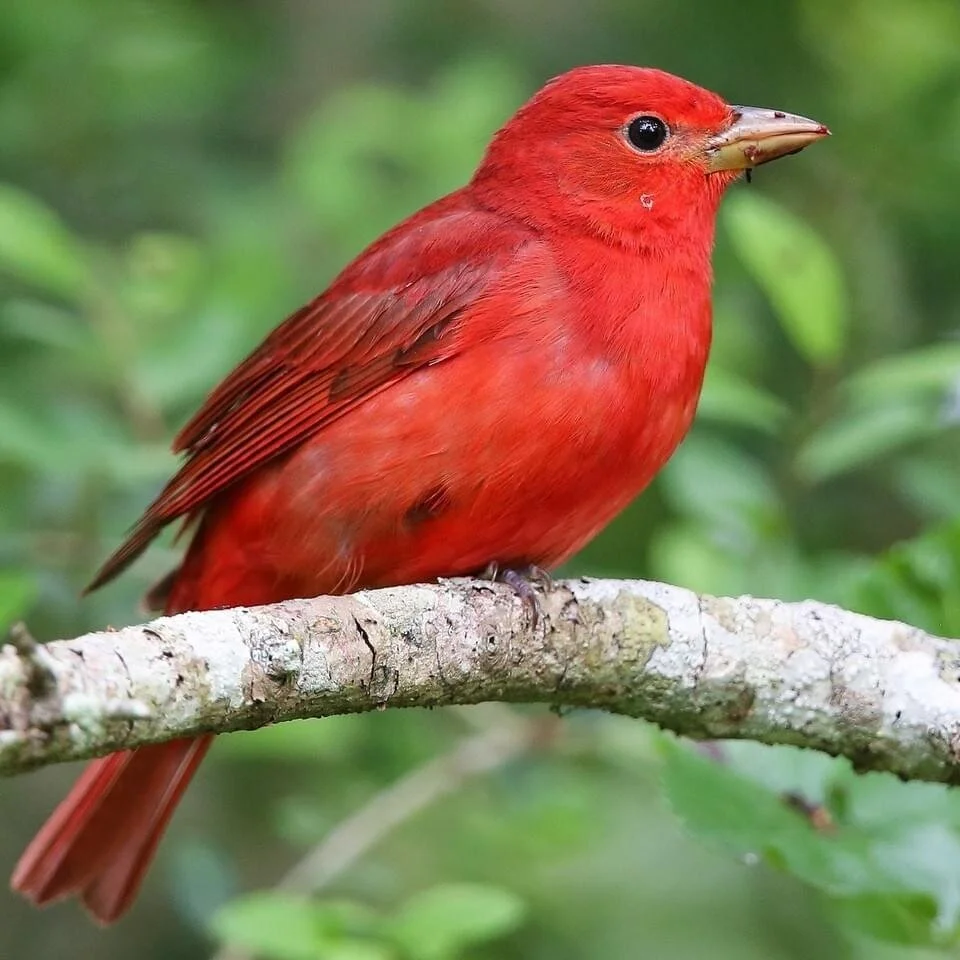 Rare Bird Alert - May 9, 2020