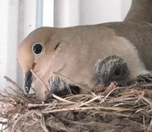 Dove Diary