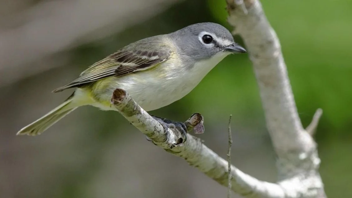 Birds of the Season – April 2020
