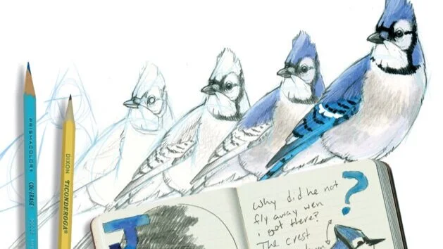 Free Bird Drawing Course with Artist John Muir Laws