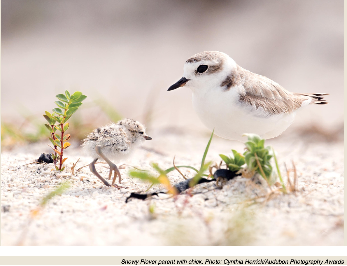 Plover Dads are in charge of rearing chicks