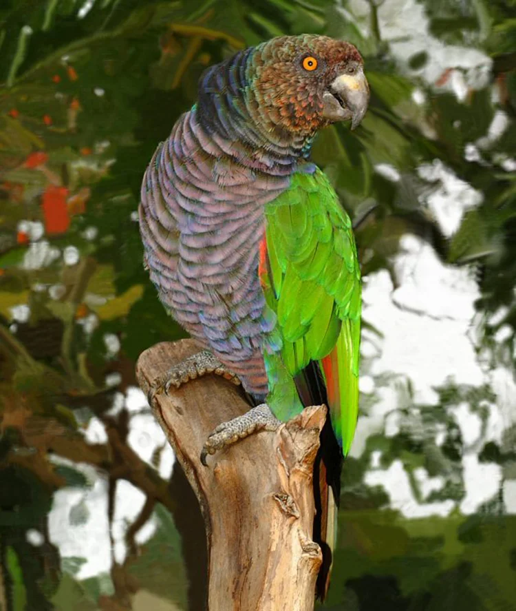 Winging It: Discovering The Caribbean Birding Trail, Part II: Dominica ...