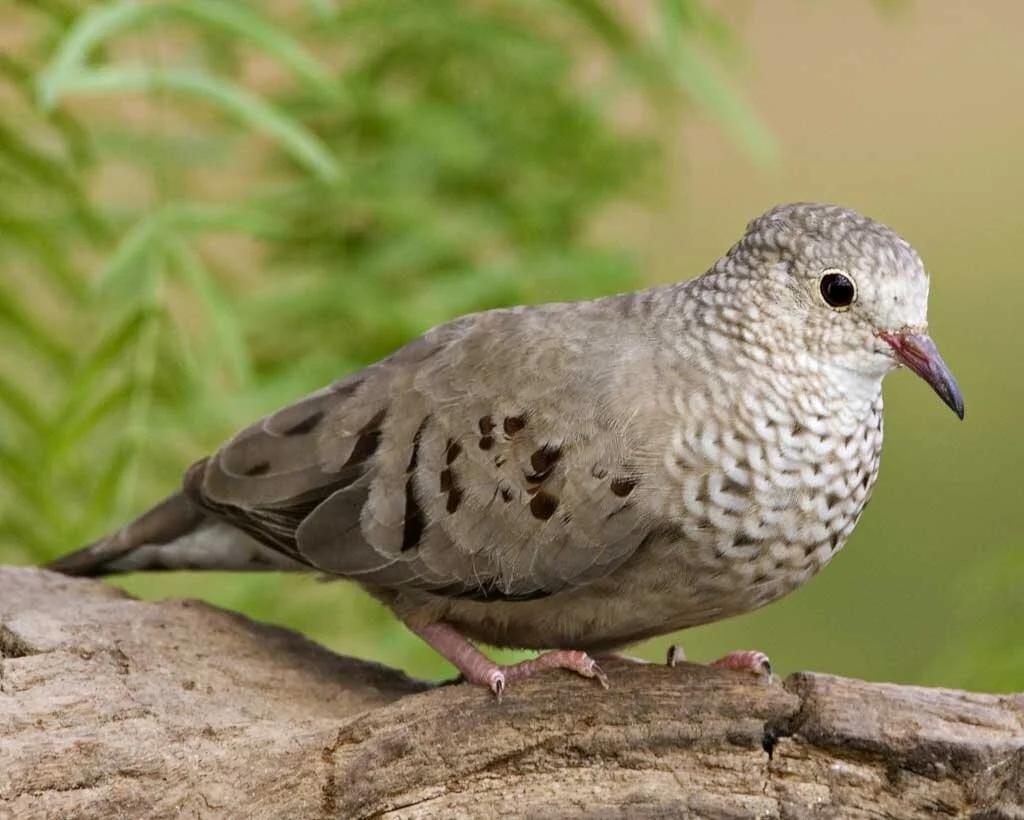 Rare Bird Alert - June 26, 2020