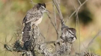 YOUNG BIRDERS: Charismatic and Clever—The Cactus Wren