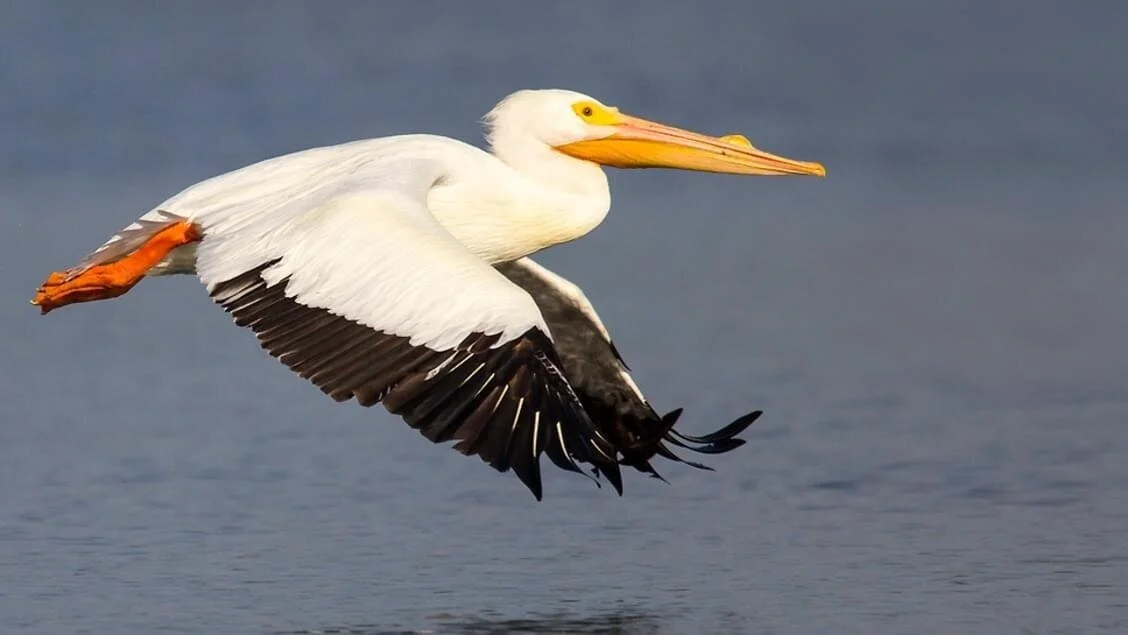Rare Bird Alert - July 3, 2020