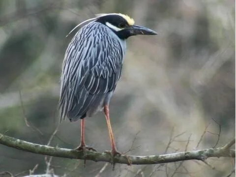 Rare Bird Alert - July 11, 2020